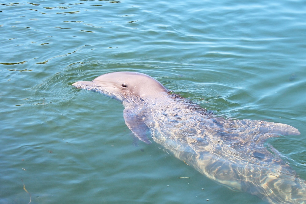 Dolphin in Florida.