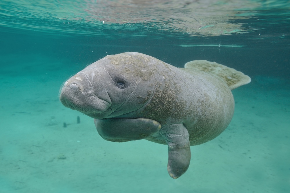 manatee springtime florida